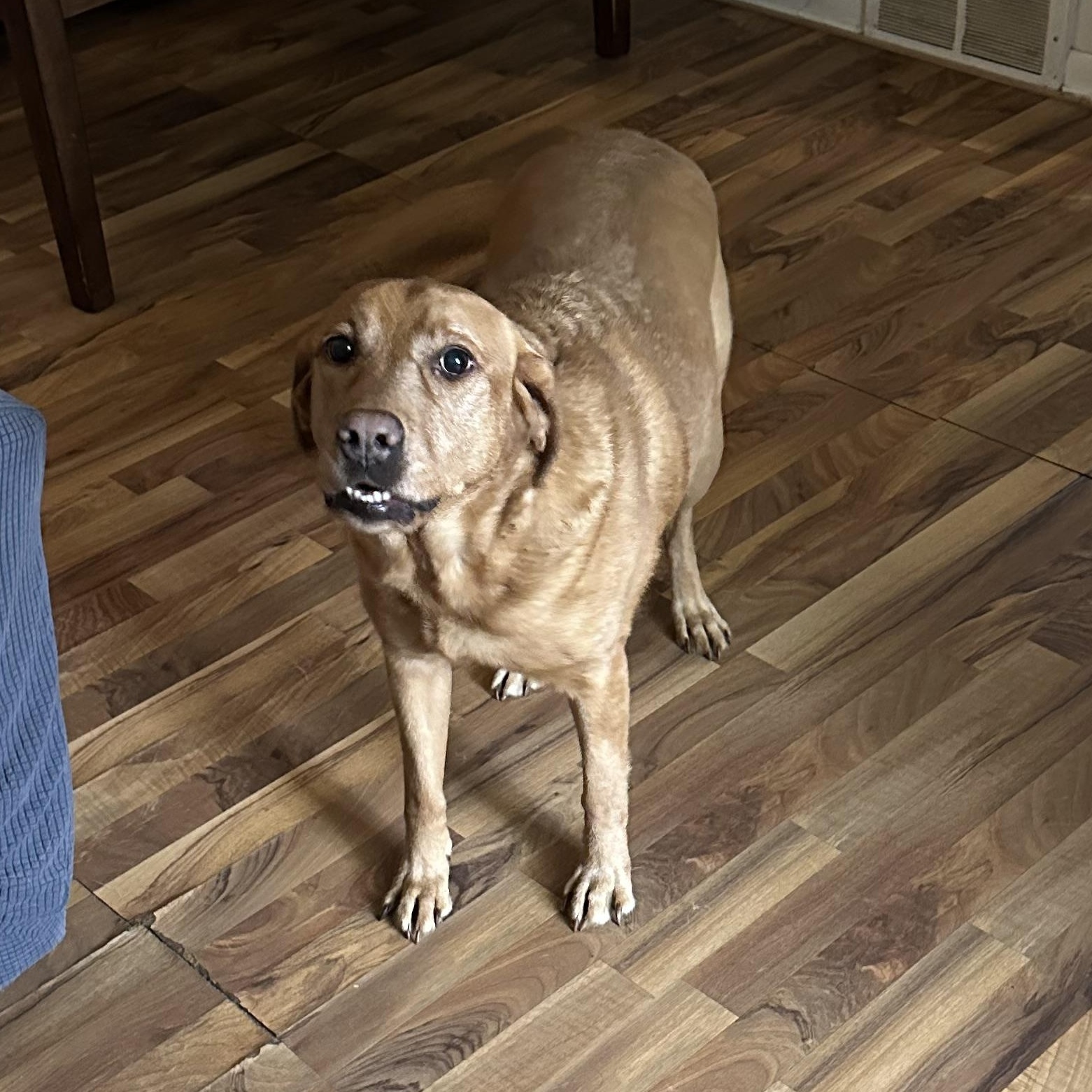 Enlarge Bella Courtesy Listing, a Adoptable Labrador Retriever in Midland, MI image 1/1
