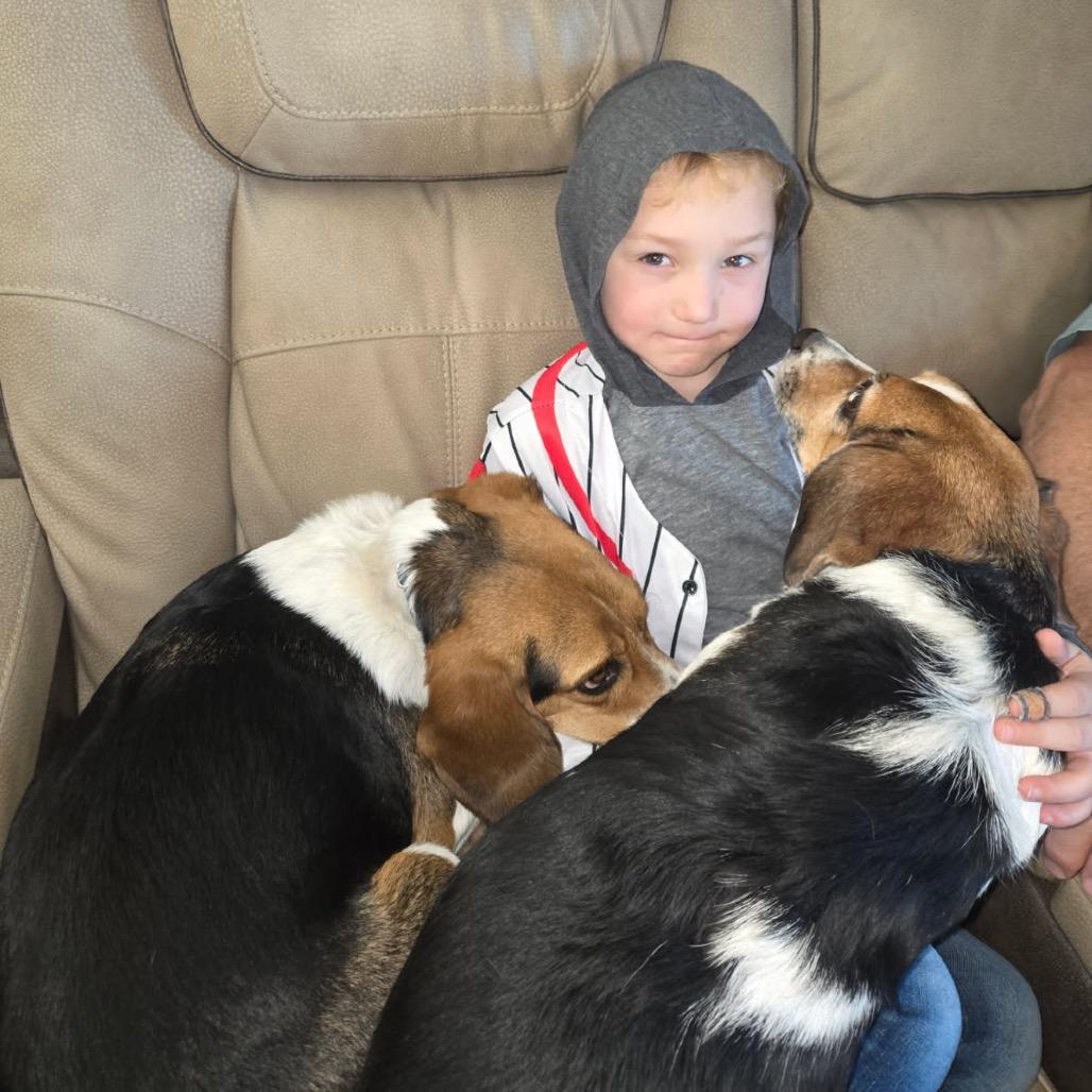 Puddin, Adoptable, Senior Female Beagle & Mixed Breed.