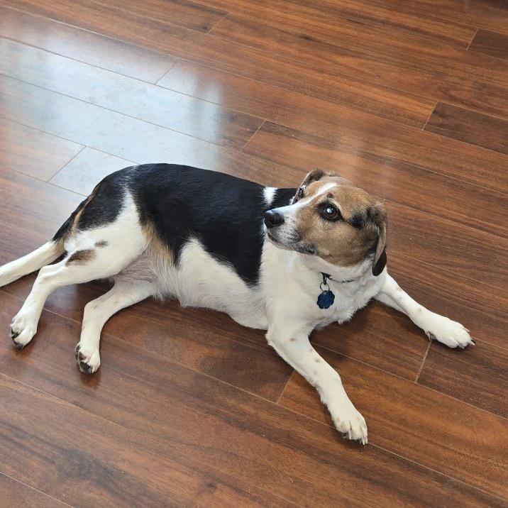 Puddin, a Adoptable mixed breed in Springfield, MO image 2/6