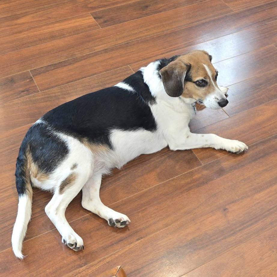 Puddin, a Adoptable mixed breed in Springfield, MO image 4/6