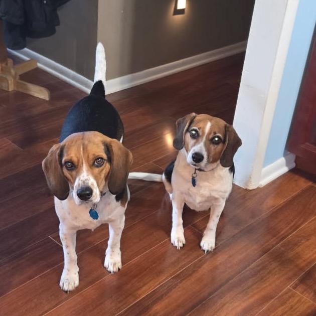 Puddin, a Adoptable mixed breed in Springfield, MO image 5/6