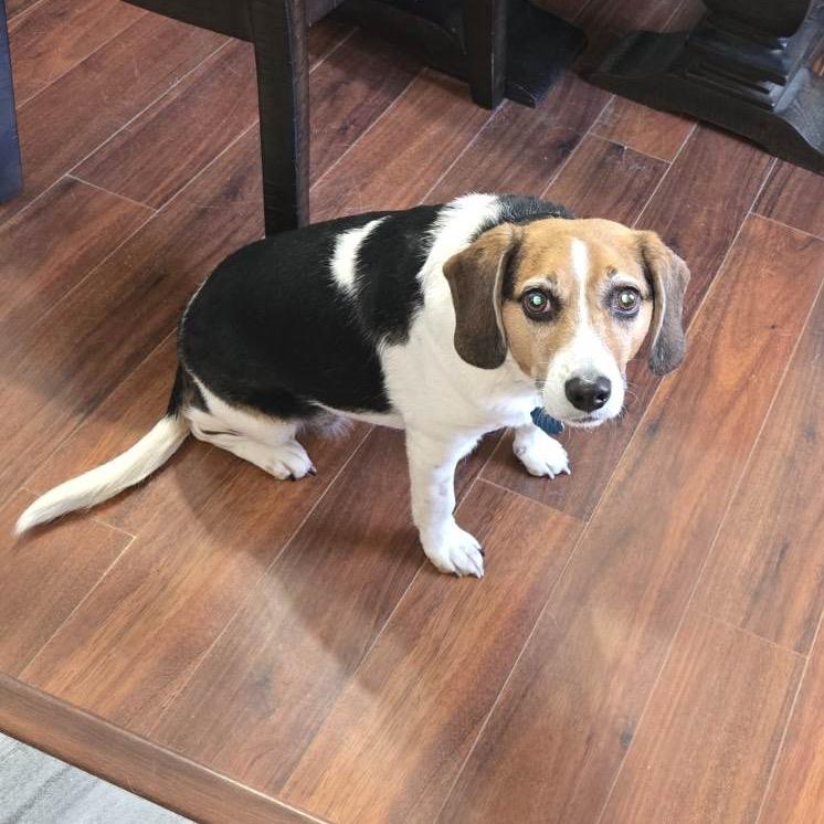 Puddin, a Adoptable mixed breed in Springfield, MO image 6/6