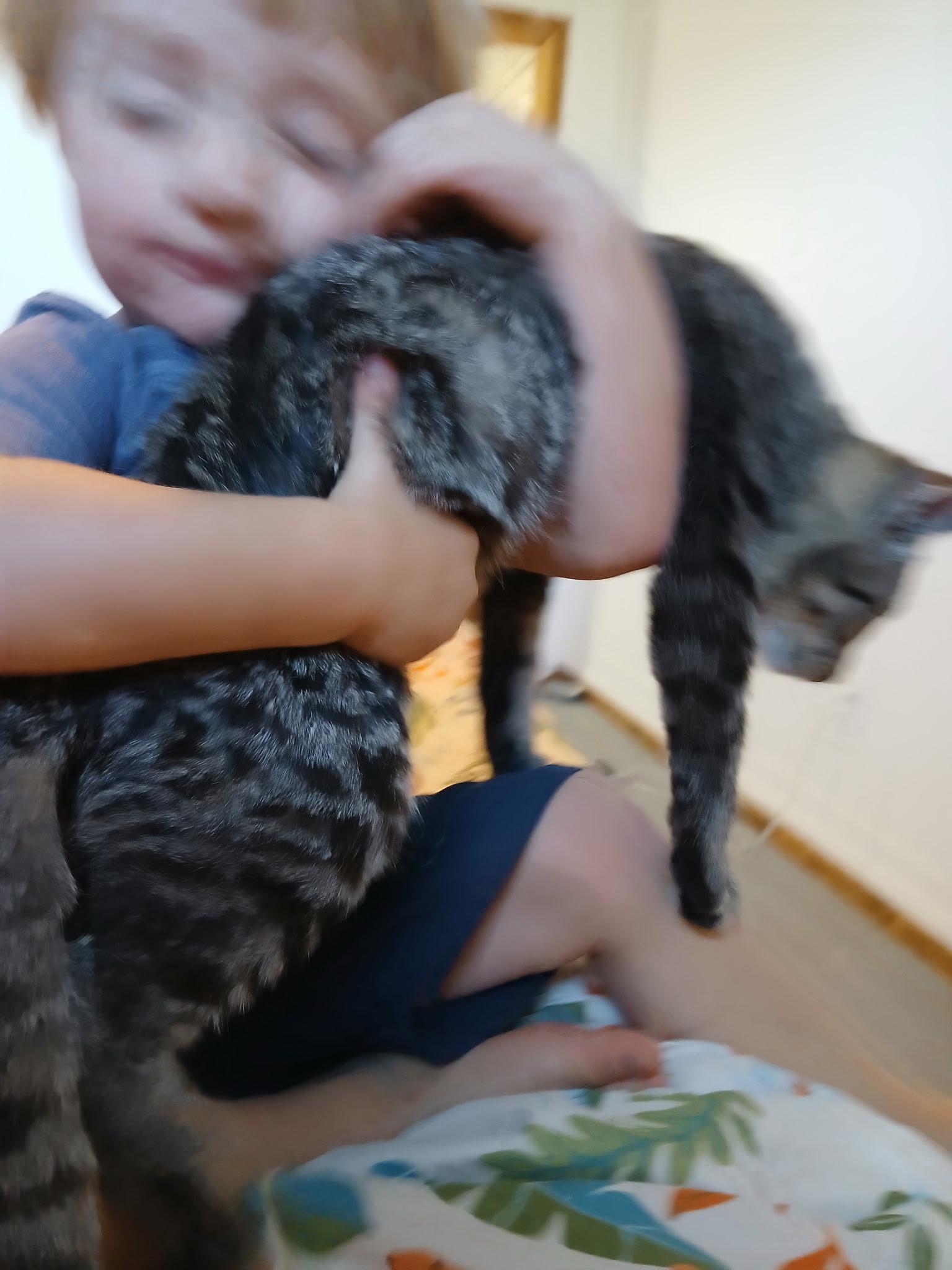 Enlarge Sparky, a Adoptable Tabby in Riverton, WY image 1/4