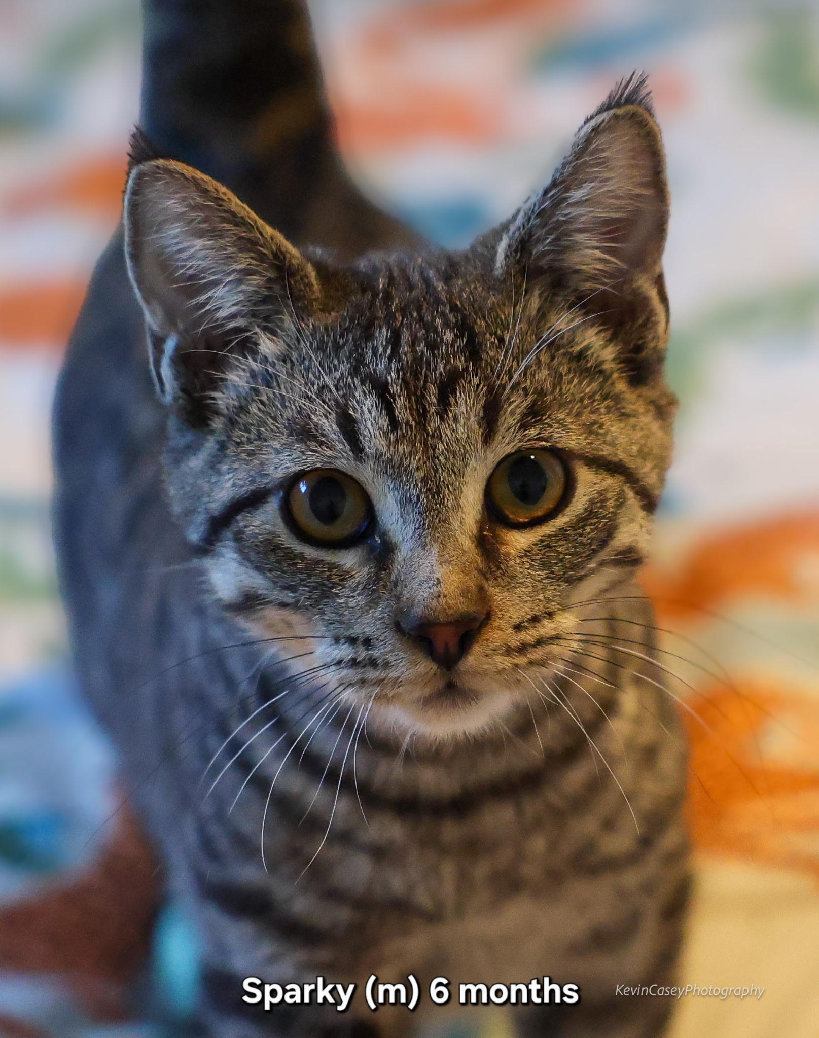 Enlarge Sparky, a Adoptable Tabby in Riverton, WY image 2/4