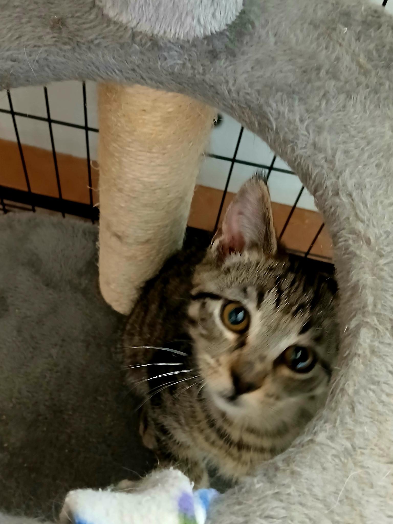 Enlarge Sparky, a Adoptable Tabby in Riverton, WY image 3/4