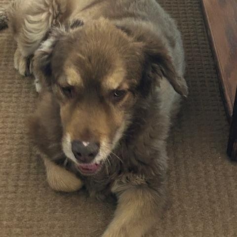 Enlarge BEAR and mandy, a Adopted mixed breed in Shawnee, OK image 1/2