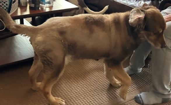 Enlarge BEAR and mandy, a Adopted mixed breed in Shawnee, OK image 2/2