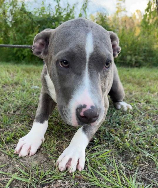 Enlarge Fuchsia, a Adopted American Bulldog in Tarrytown, GA image 1/3