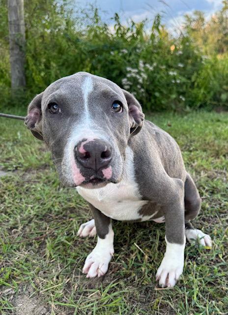 Enlarge Fuchsia, a Adopted American Bulldog in Tarrytown, GA image 2/3