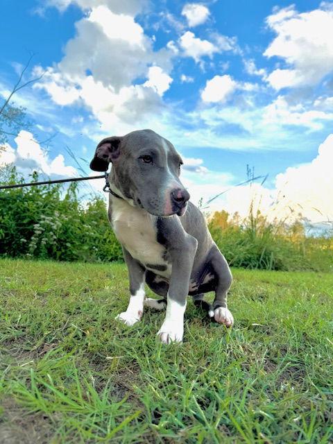 Enlarge Fuchsia, a Adopted American Bulldog in Tarrytown, GA image 3/3