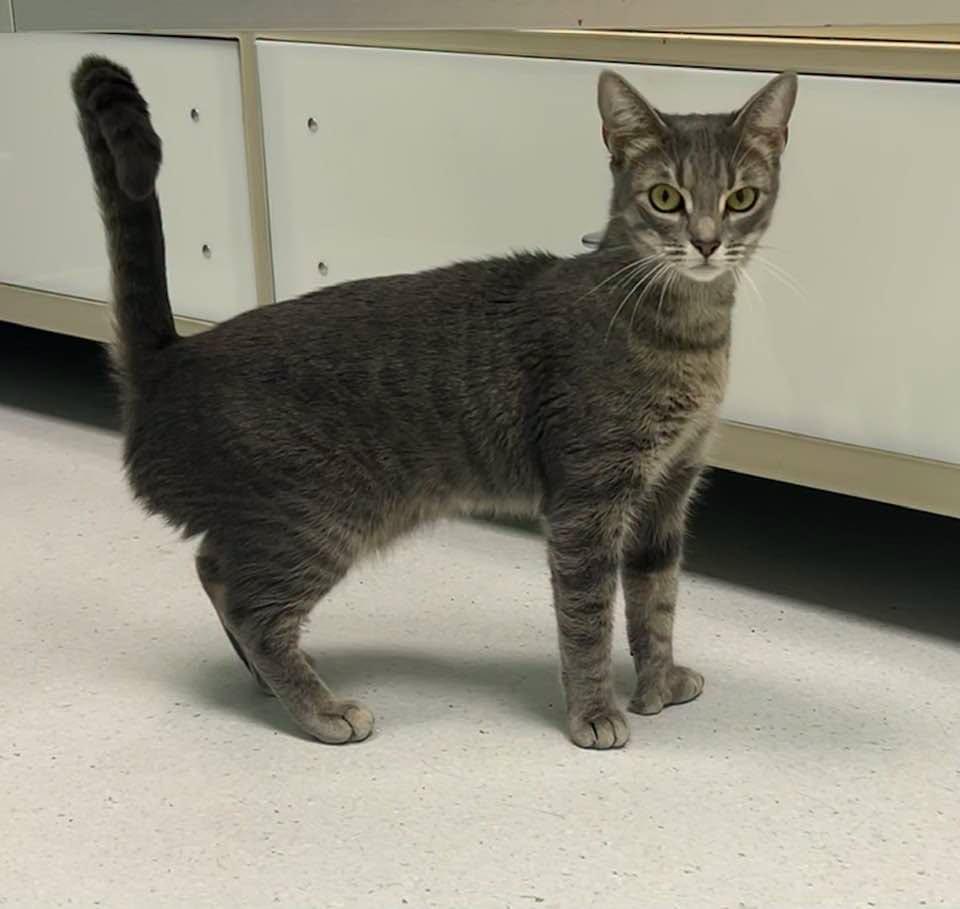Enlarge Lexi, a Adopted Domestic Short Hair in Milton, MA image 1/2