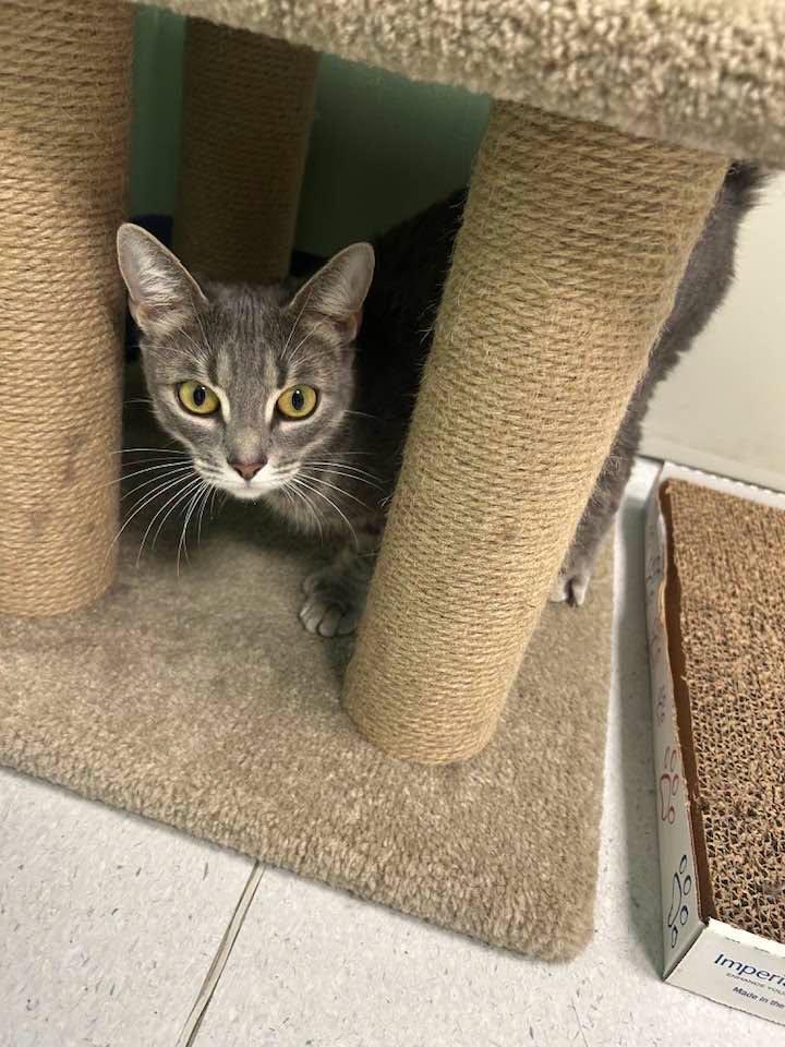 Enlarge Lexi, a Adopted Domestic Short Hair in Milton, MA image 2/2