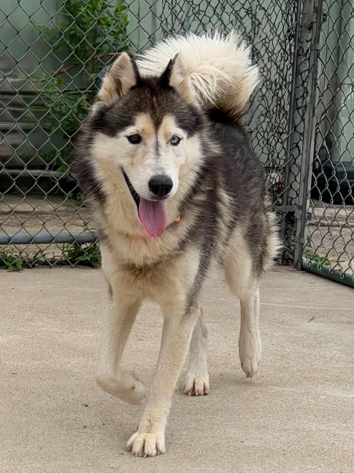 Baddaboom, a Adoptable Siberian Husky in Martinsville, IN image 2/2