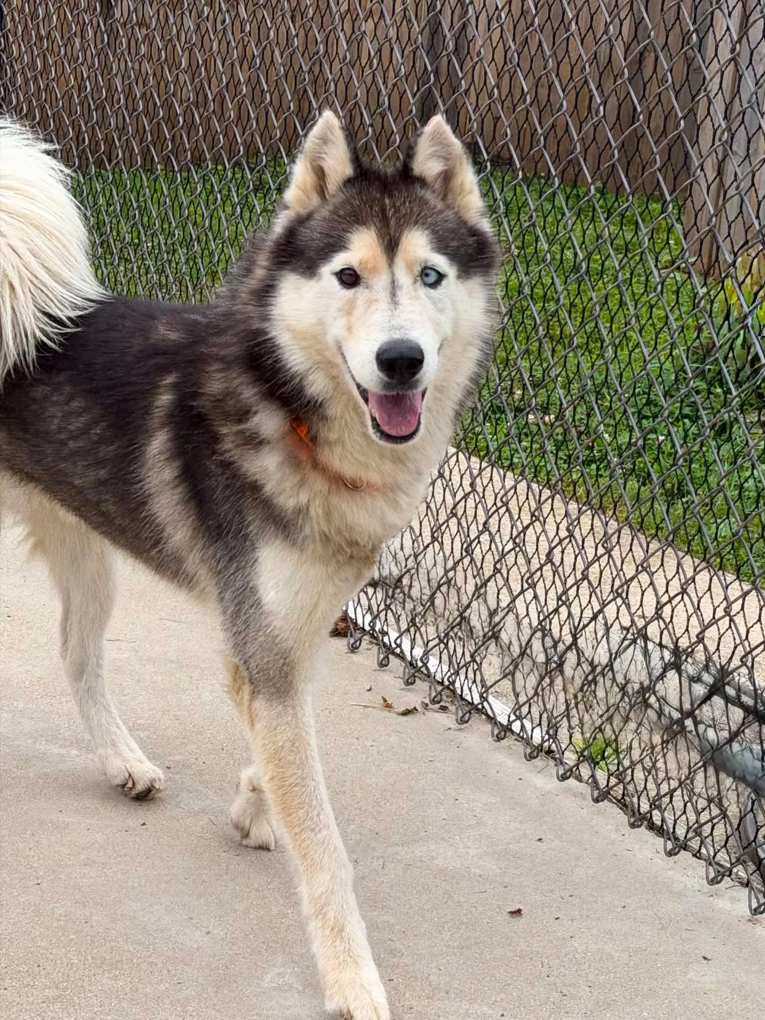 Baddaboom, Adoptable, Adult Male Siberian Husky.