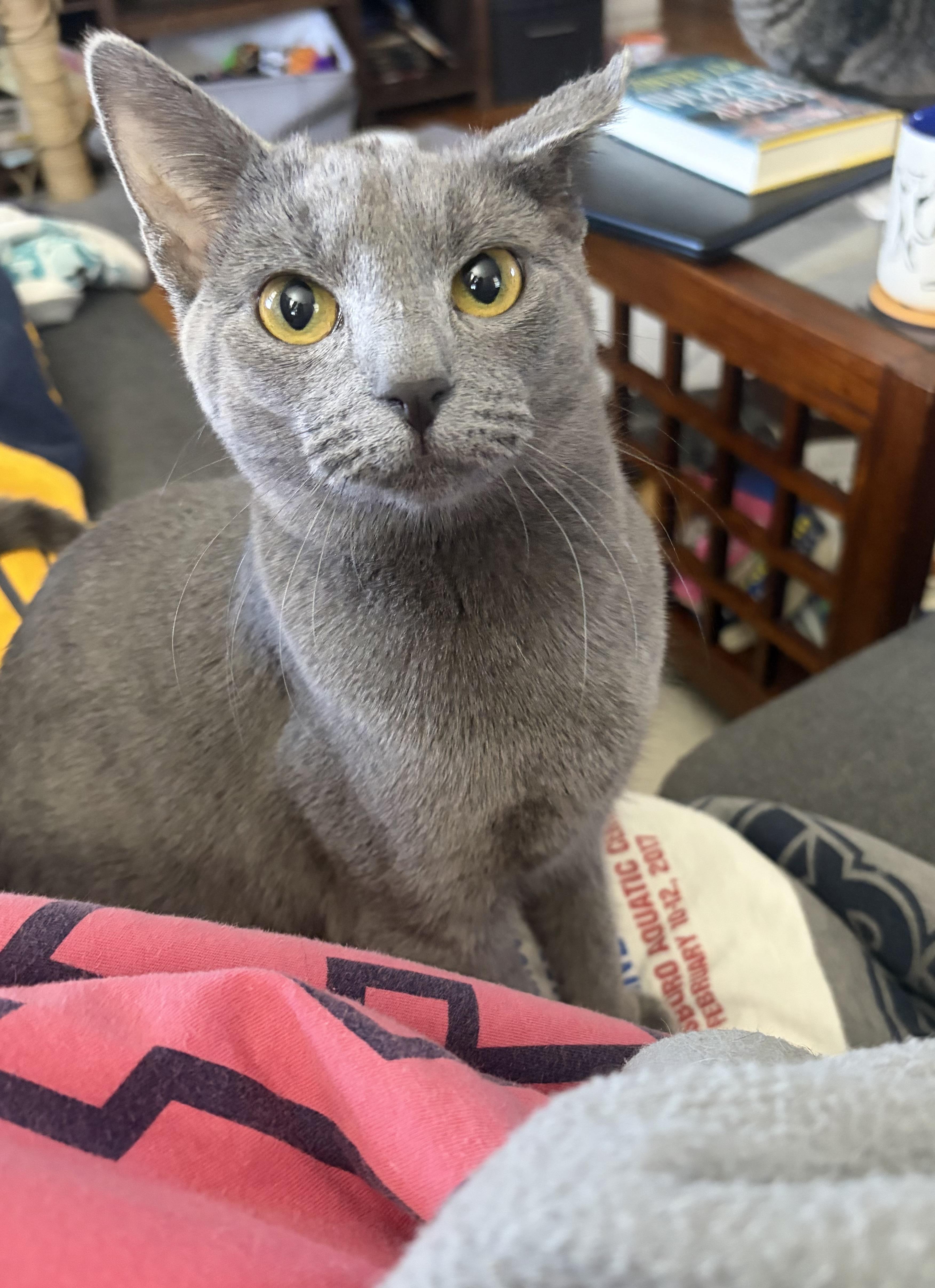 Momo, a Adoptable Domestic Short Hair in Campbellsville, KY image 2/4