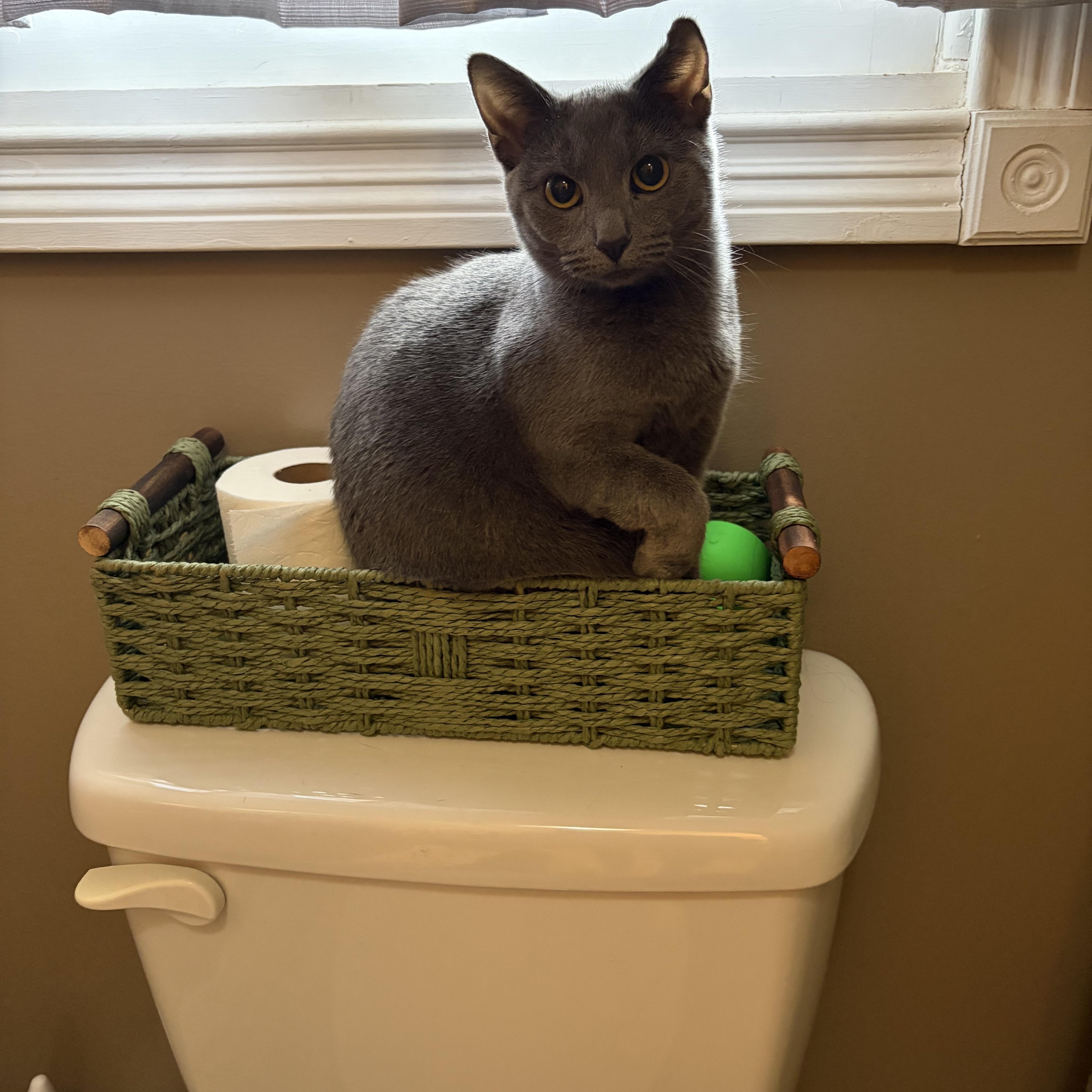 Momo, Adoptable, Kitten Female Domestic Short Hair.