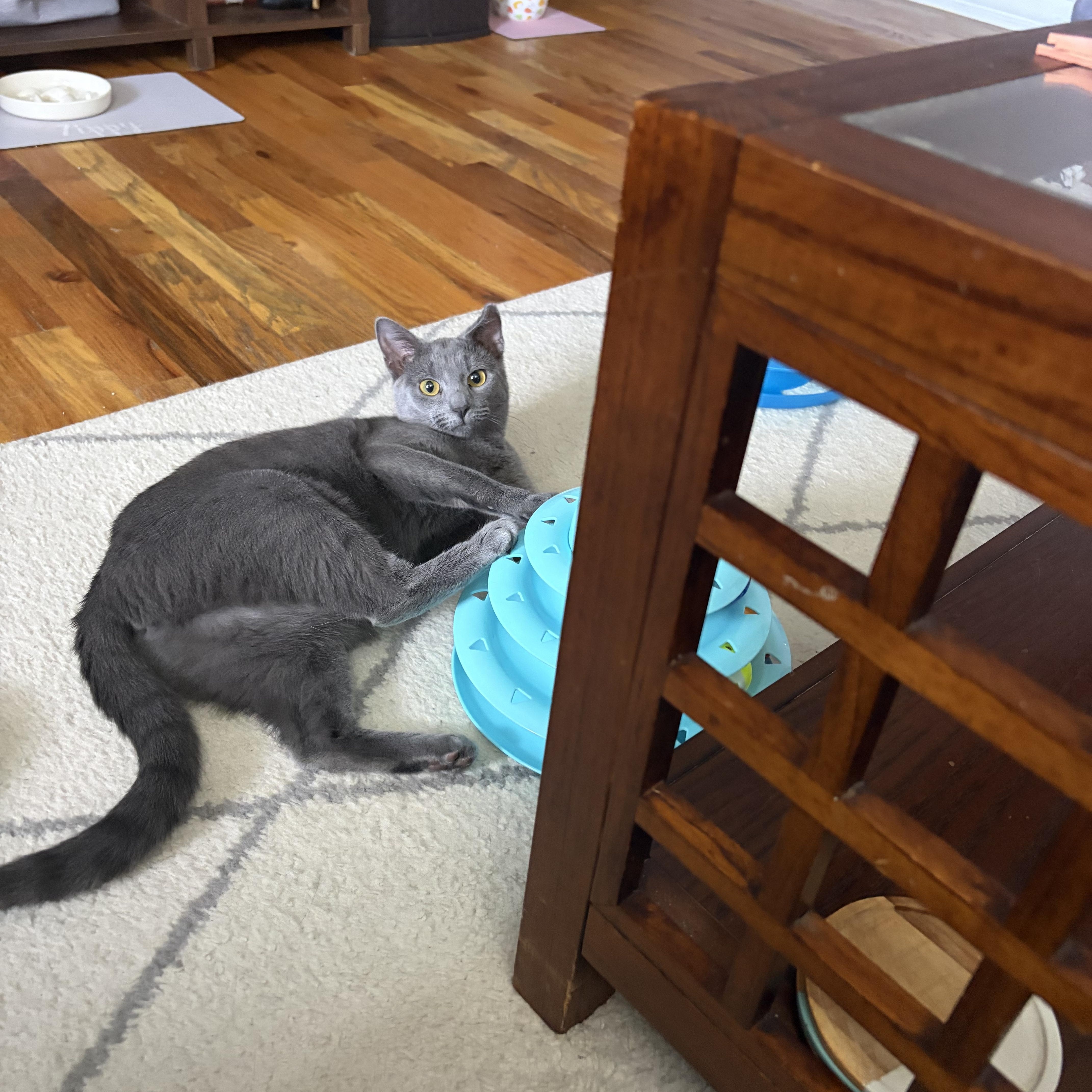 Momo, a Adoptable Domestic Short Hair in Campbellsville, KY image 3/4