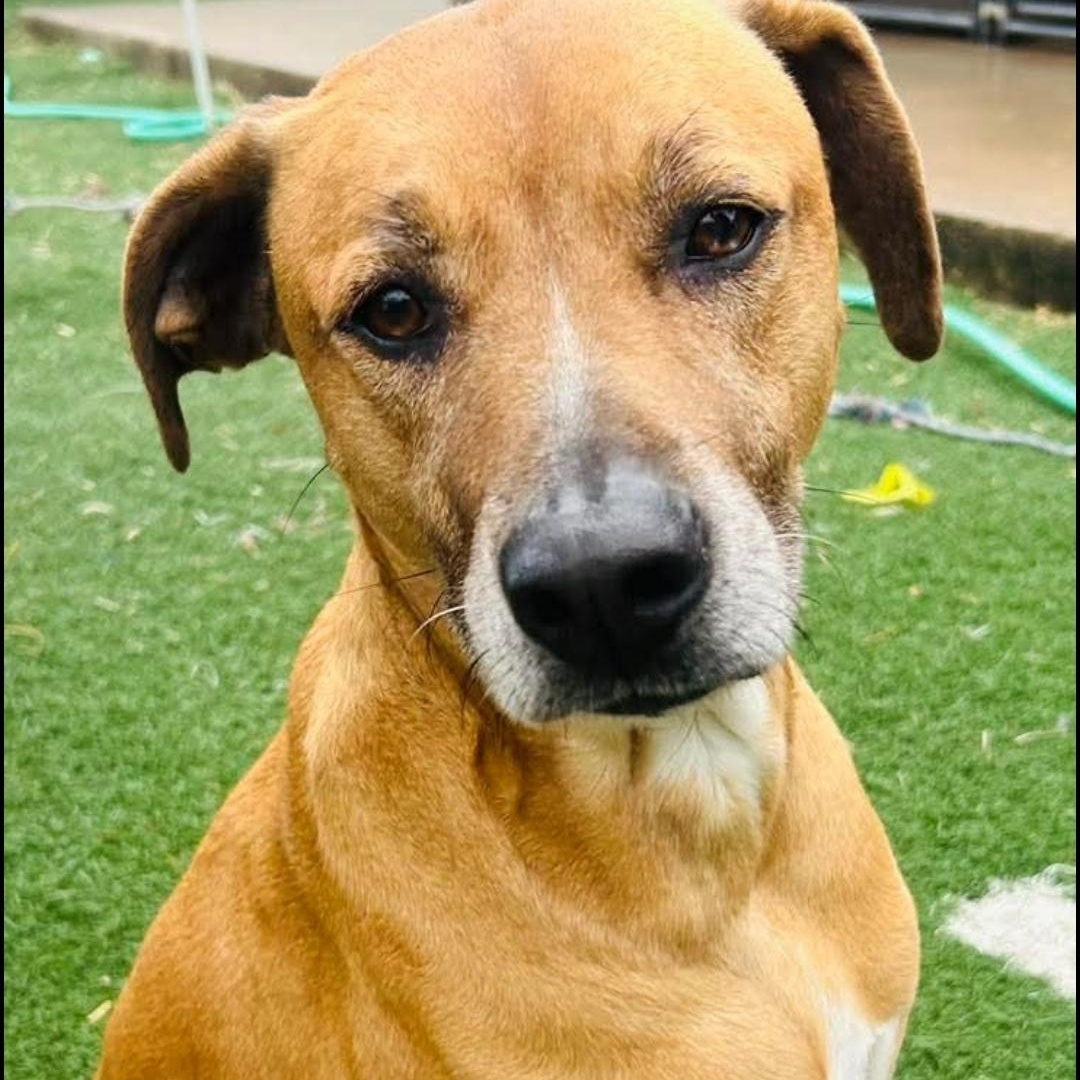 Homer, Adopted, Adult Male Hound & Yellow Labrador Retriever.