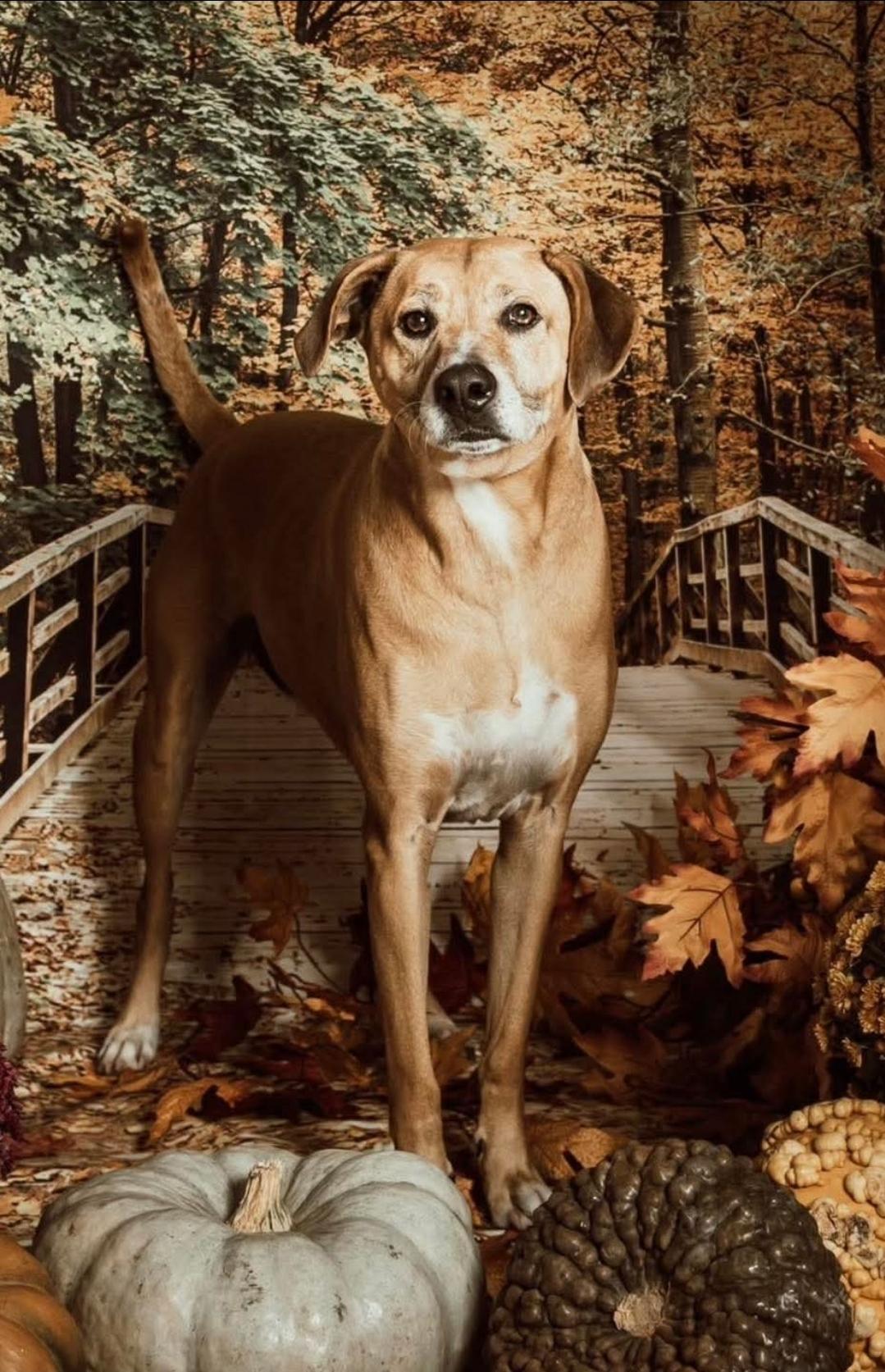 Homer, a Adopted mixed breed in Mayflower, AR image 2/3