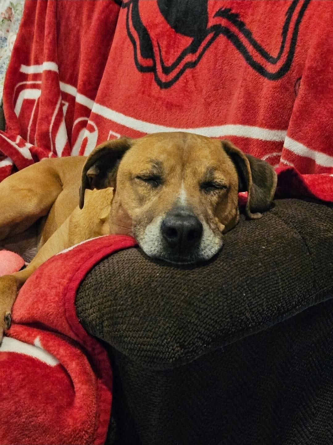 Homer, a Adopted mixed breed in Mayflower, AR image 3/3