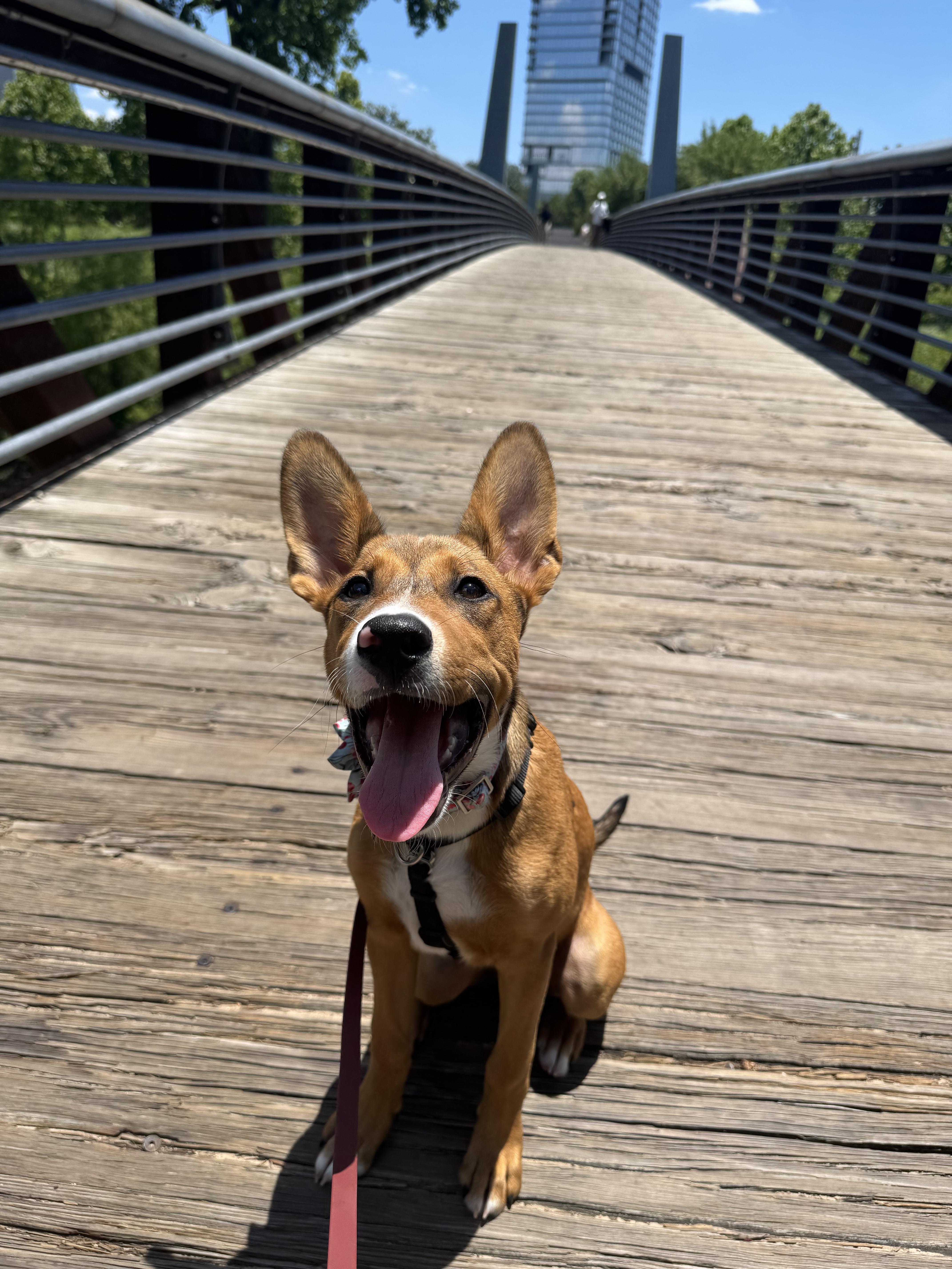 Pyra, a Adoptable mixed breed in Cypress, TX image 4/6