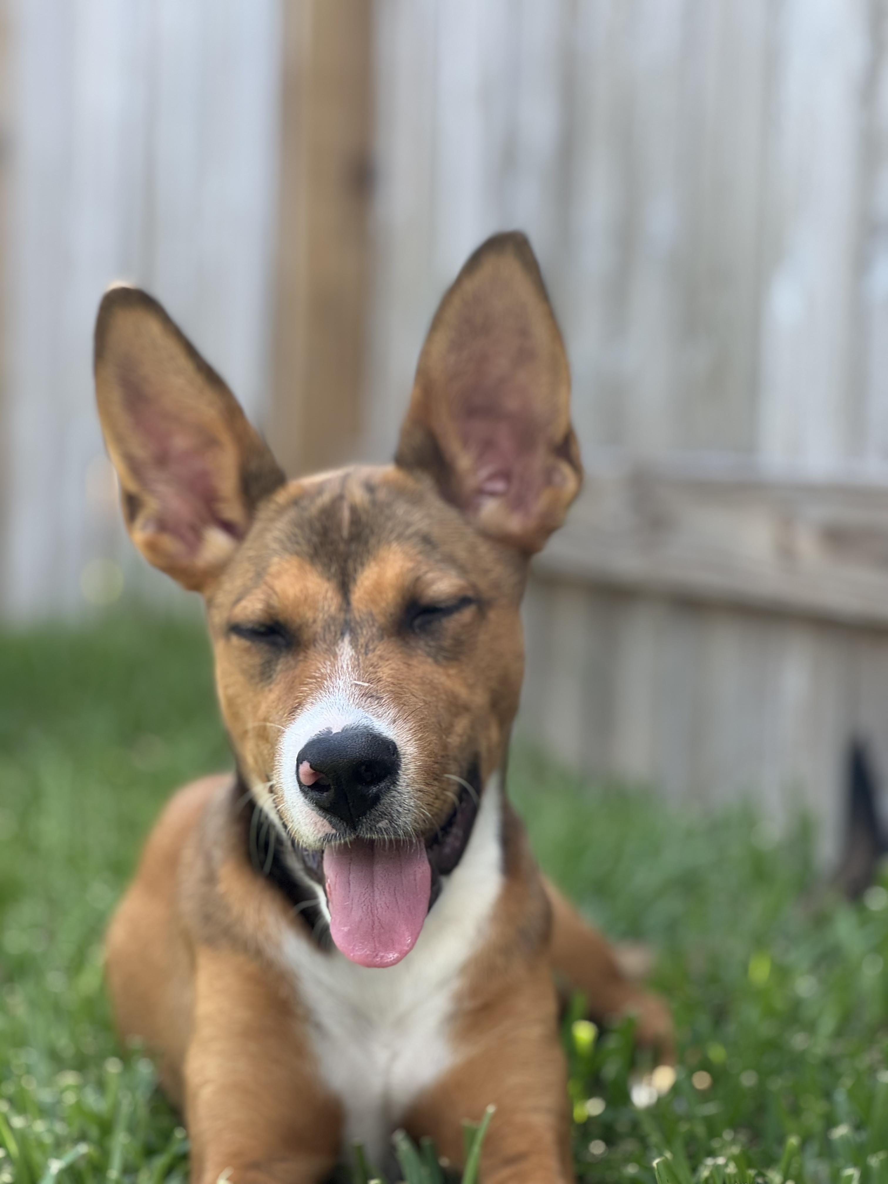 Pyra, a Adoptable mixed breed in Cypress, TX image 6/6