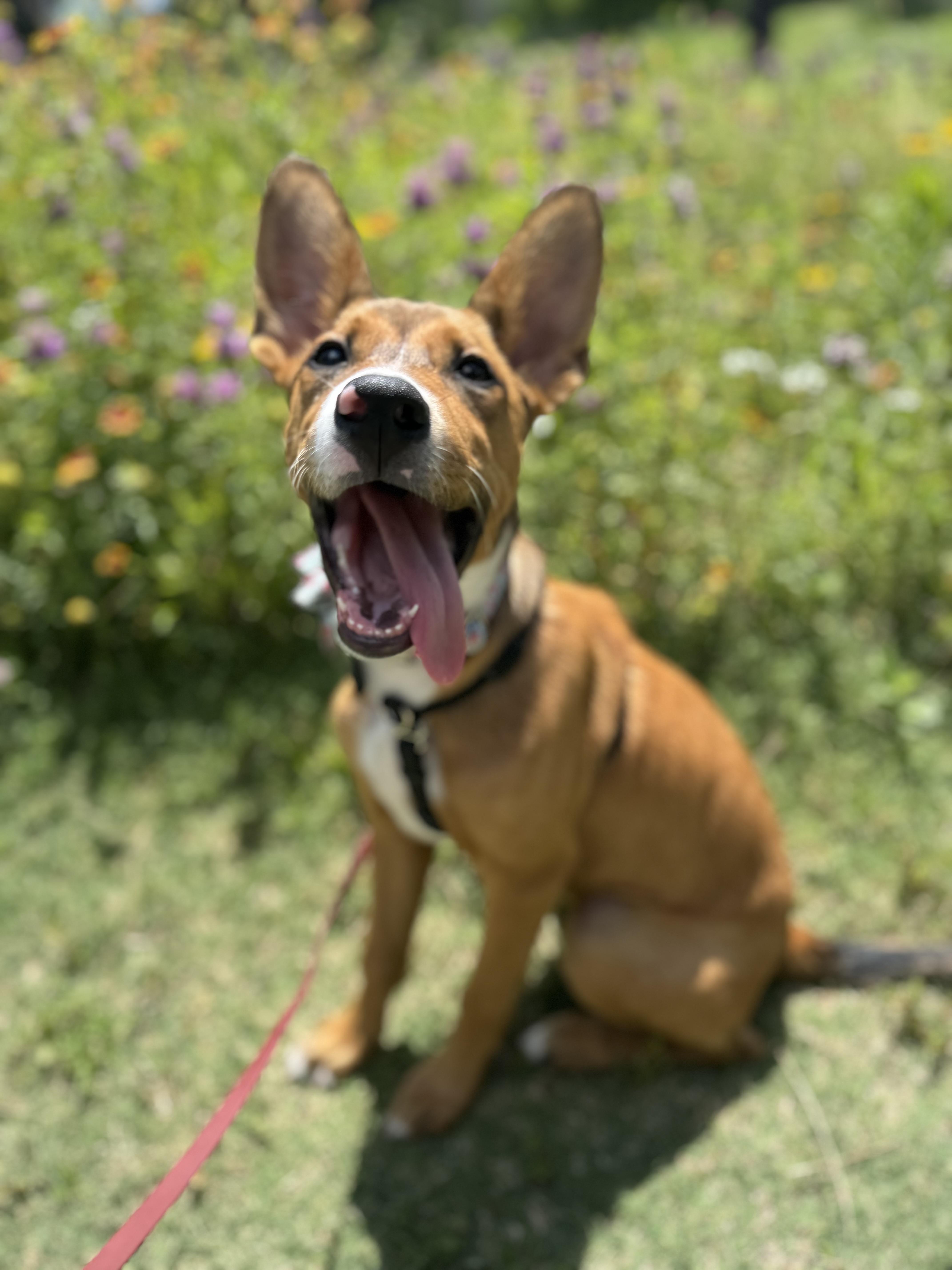 Pyra, a Adoptable mixed breed in Cypress, TX image 3/6