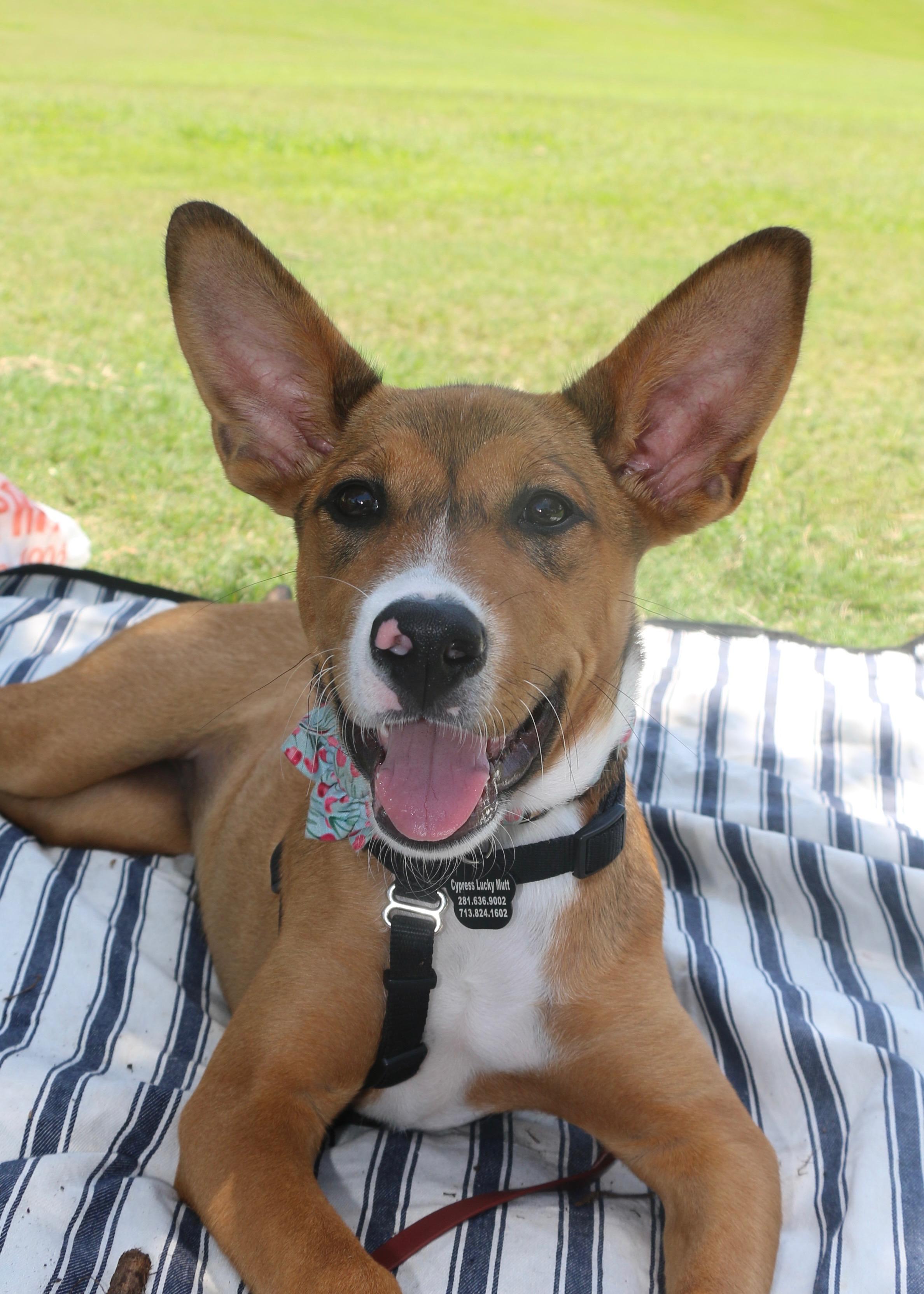 Pyra, a Adoptable mixed breed in Cypress, TX image 2/6