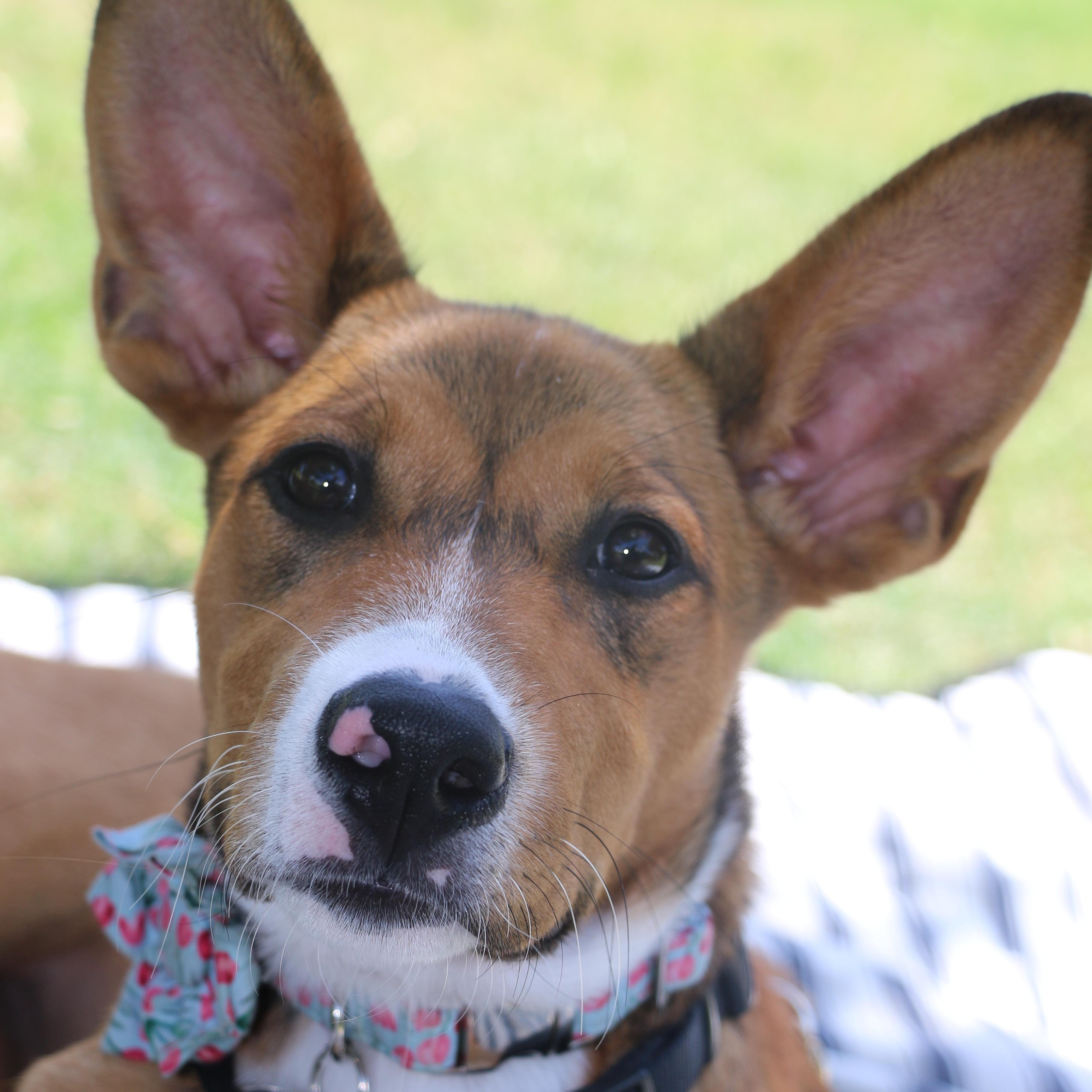 Pyra, a Adoptable mixed breed in Cypress, TX image 5/6