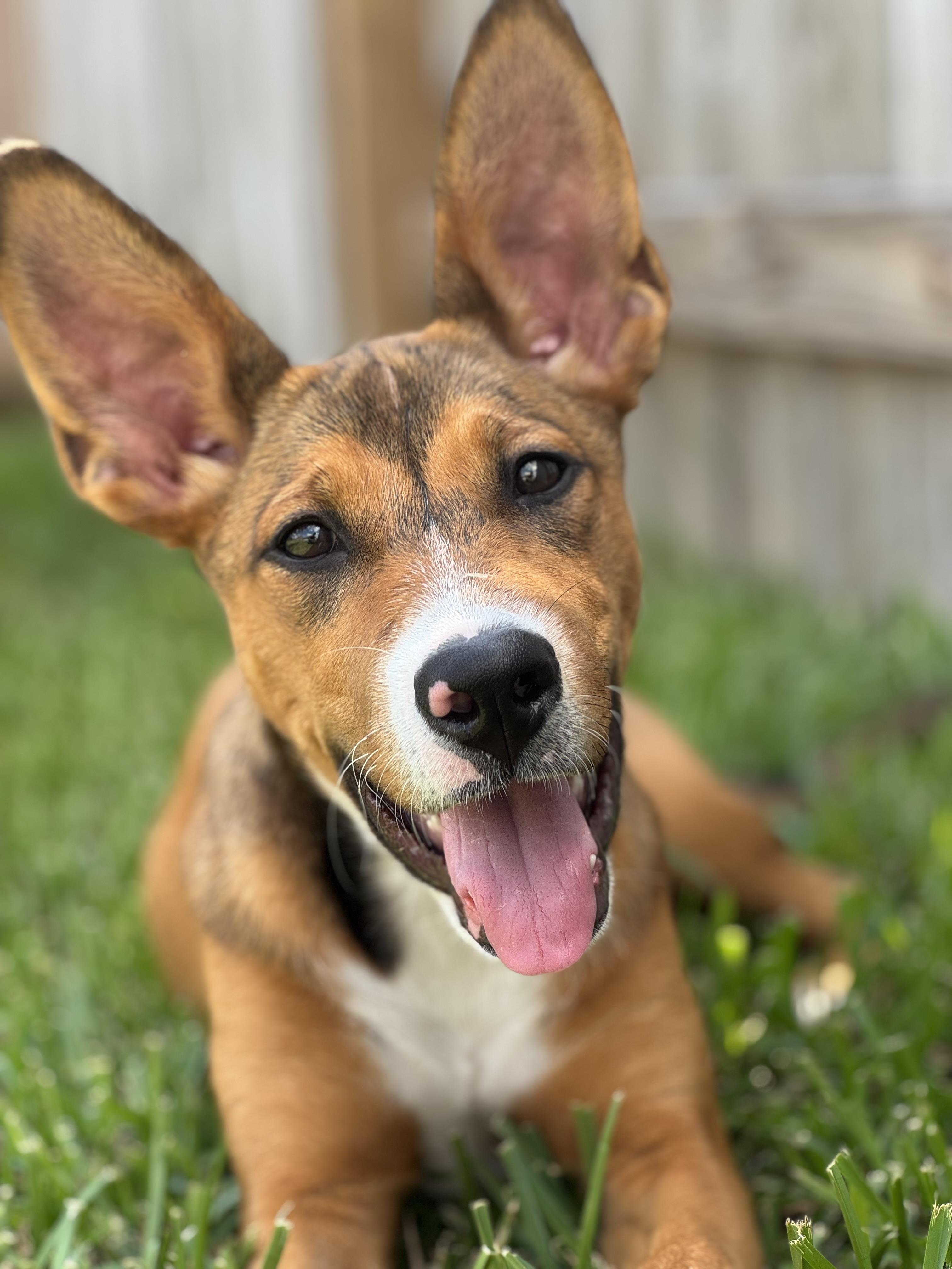 Pyra, a Adoptable mixed breed in Cypress, TX image 1/6