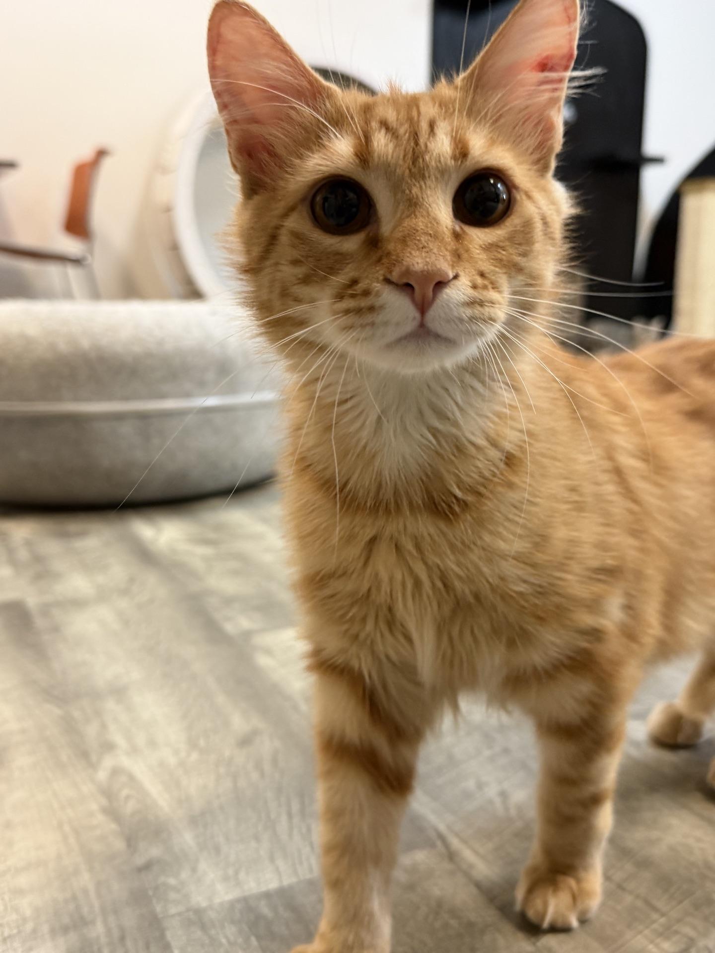 Gus @ Fat Cat Cafe, an adoptable Domestic Long Hair in Tallahassee, FL image 4/6