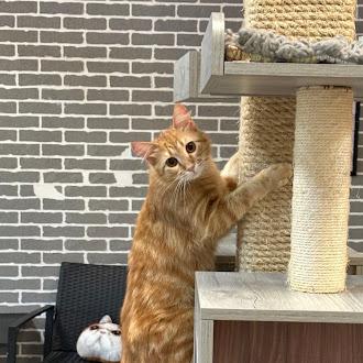 Enlarge Gus @ Fat Cat Cafe, an adoptable Domestic Long Hair in Tallahassee, FL image 2/5