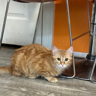 Enlarge Gus @ Fat Cat Cafe, an adoptable Domestic Long Hair in Tallahassee, FL image 4/5