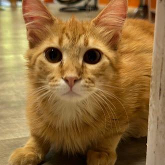 Enlarge Gus @ Fat Cat Cafe, an adoptable Domestic Long Hair in Tallahassee, FL image 5/5