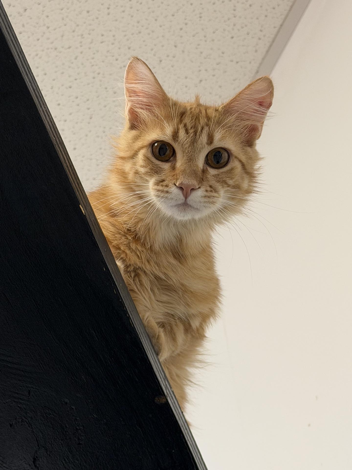 Gus @ Fat Cat Cafe, an adoptable Domestic Long Hair in Tallahassee, FL image 6/6