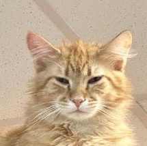 Enlarge Gus @ Fat Cat Cafe, an adoptable Domestic Long Hair in Tallahassee, FL image 3/5