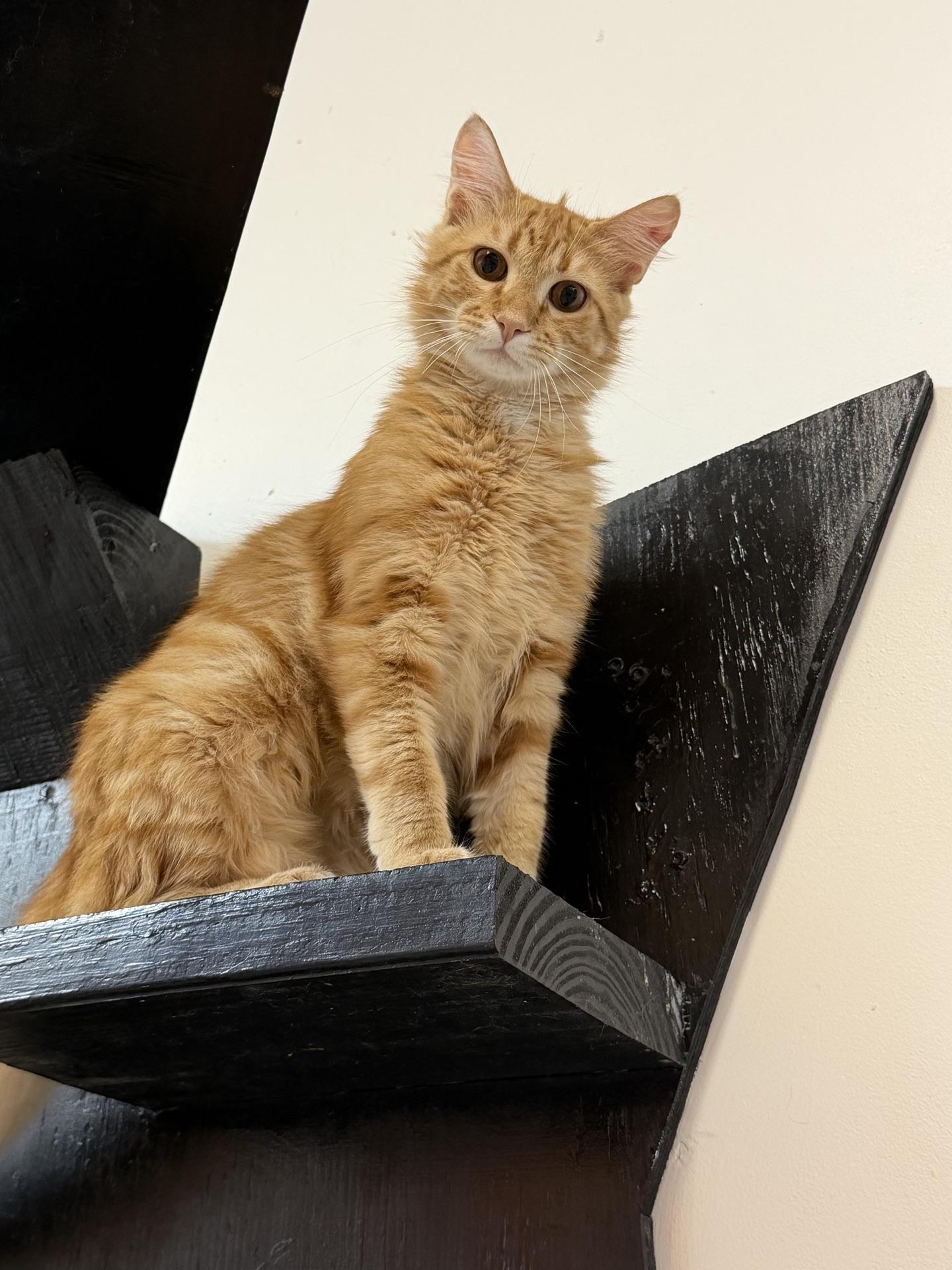 Gus @ Fat Cat Cafe, an adoptable Domestic Long Hair in Tallahassee, FL image 5/6