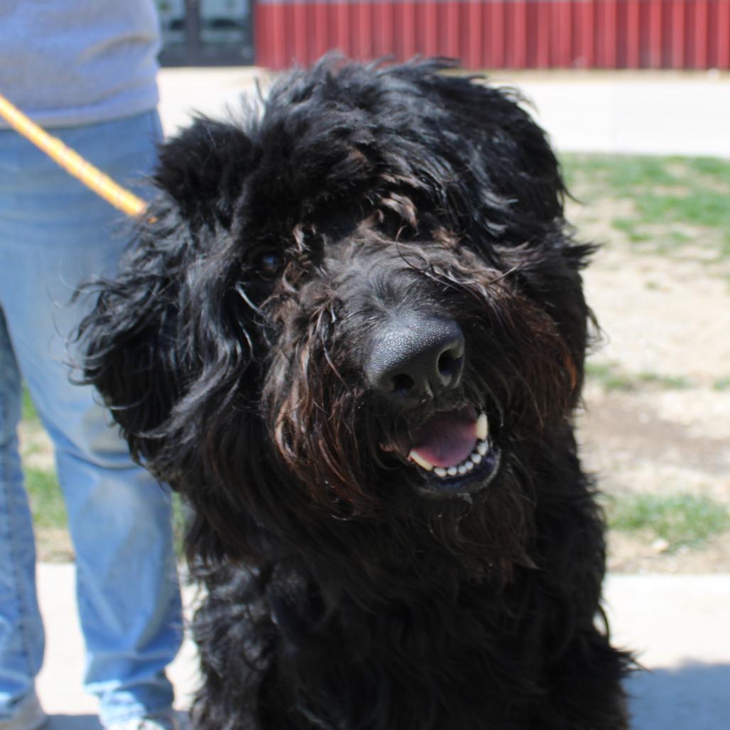 Enlarge Hank, a Adoptable mixed breed in Champaign, IL image 1/5