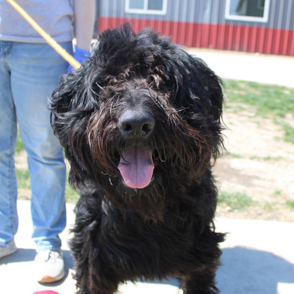 Enlarge Hank, a Adoptable mixed breed in Champaign, IL image 2/5