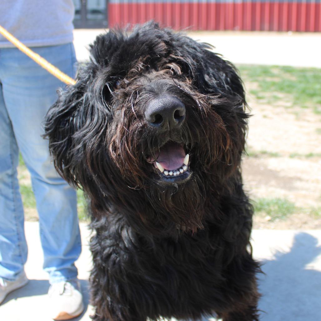 Enlarge Hank, a Adoptable mixed breed in Champaign, IL image 3/5