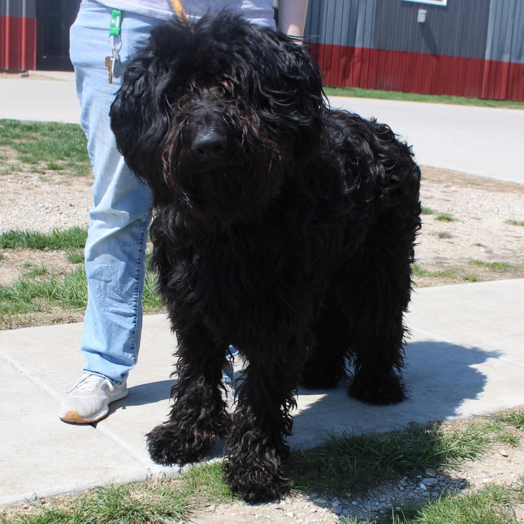 Enlarge Hank, a Adoptable mixed breed in Champaign, IL image 4/5