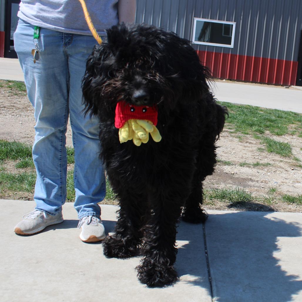 Enlarge Hank, a Adoptable mixed breed in Champaign, IL image 5/5