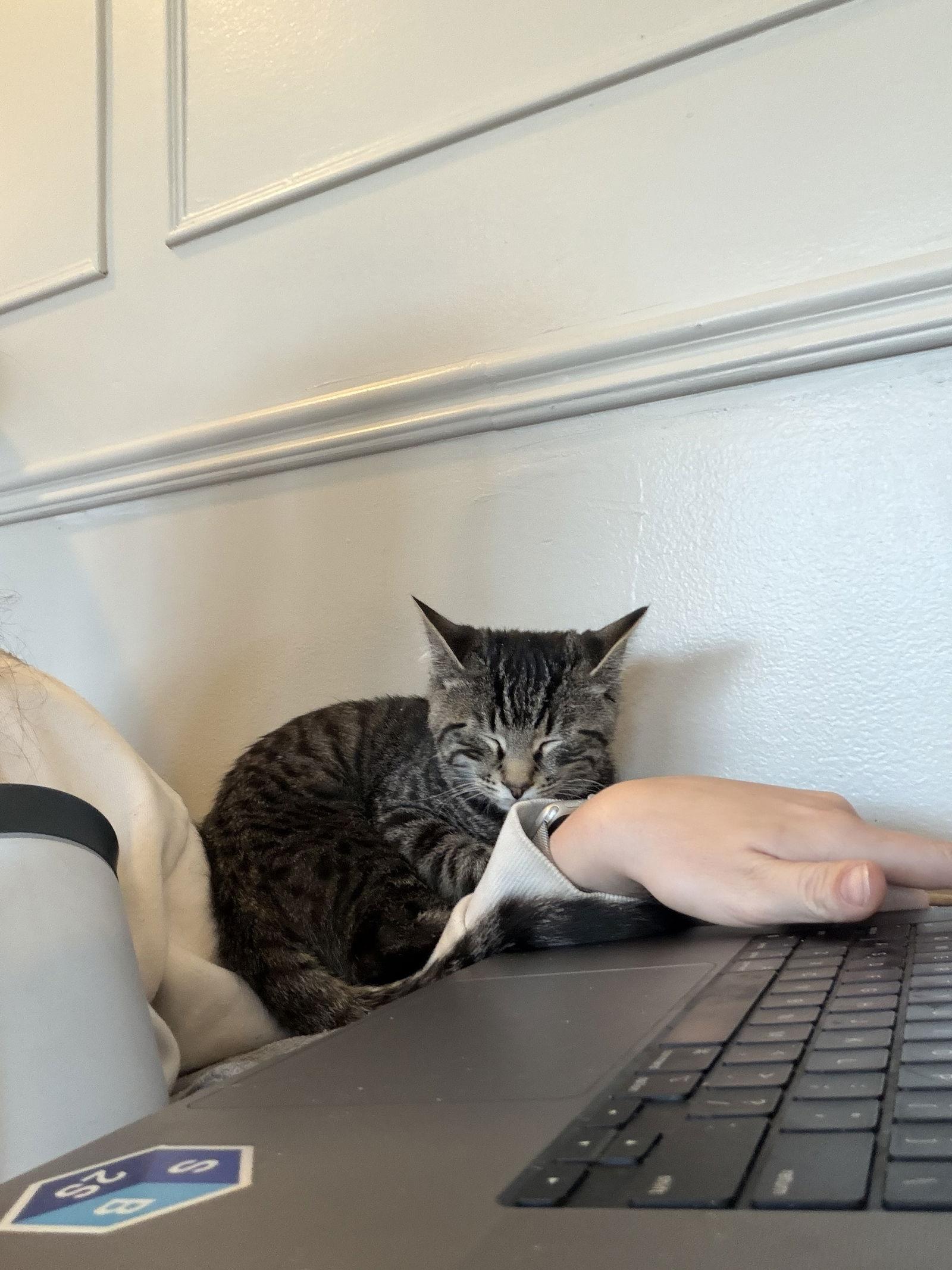 Timon-BLIND, Adoptable, Kitten Male Domestic Short Hair.