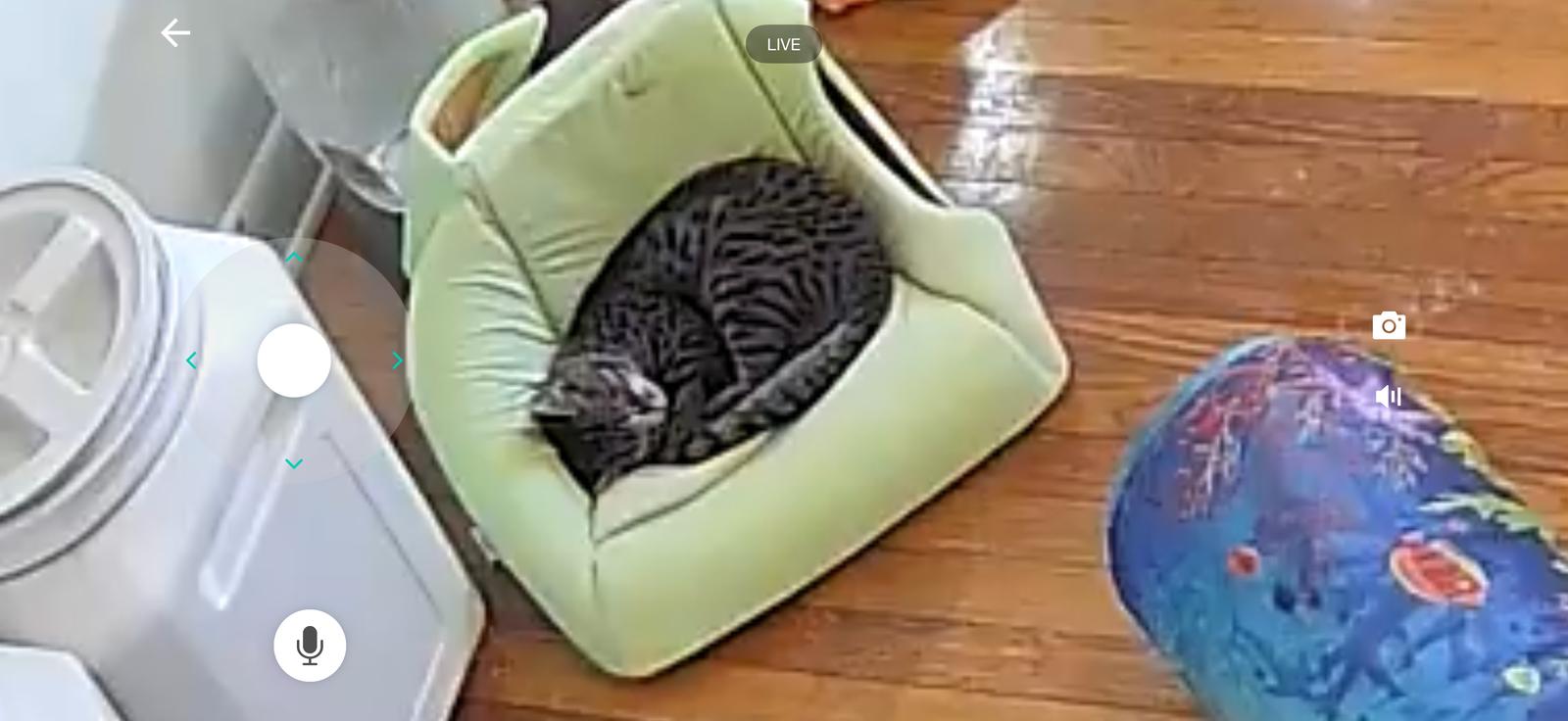 Timon-BLIND, a Adoptable Domestic Short Hair in Mount Pleasant, SC image 2/2