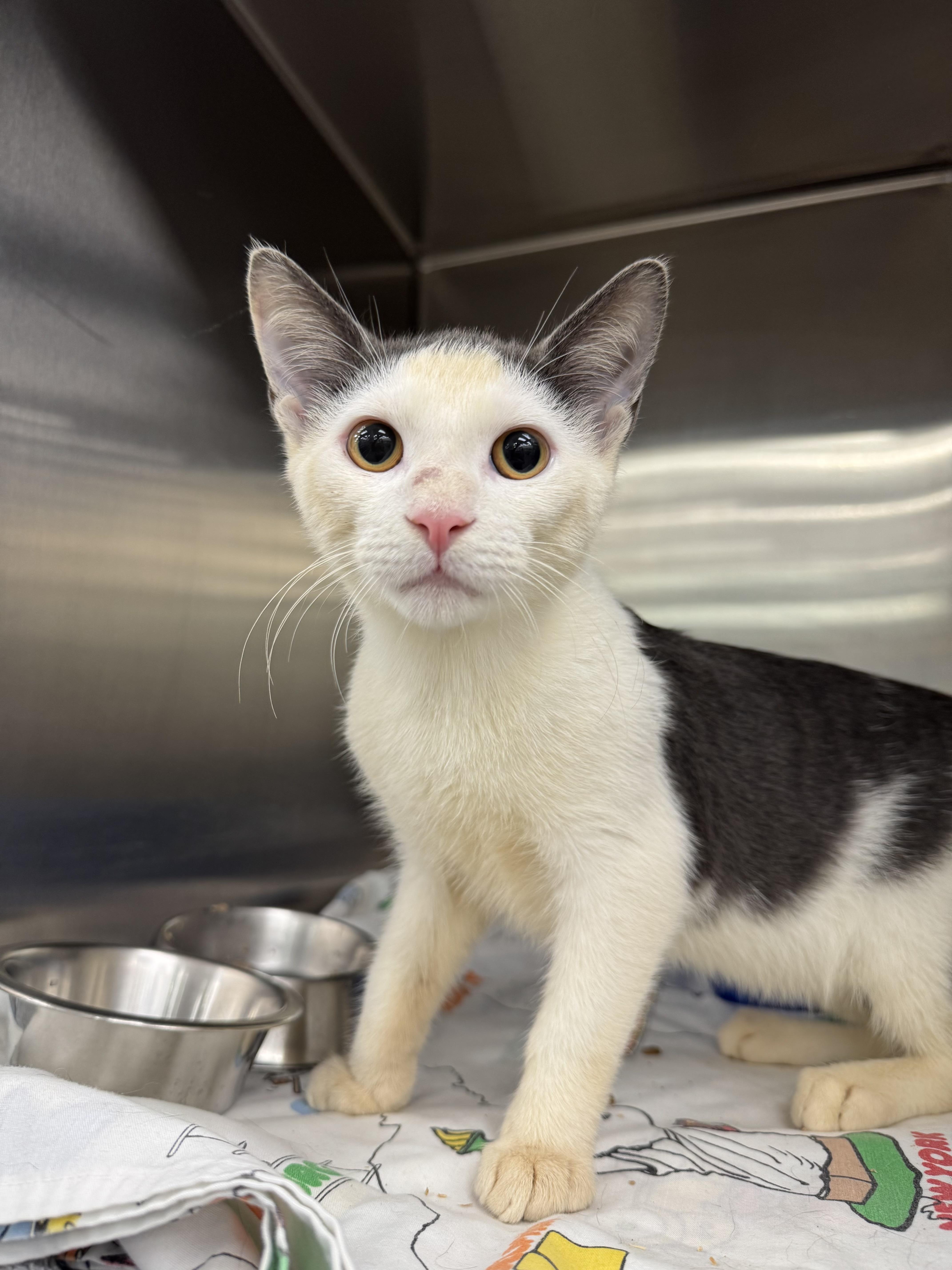 Enlarge Chip, a Adoptable Domestic Short Hair in New York, NY image 3/6