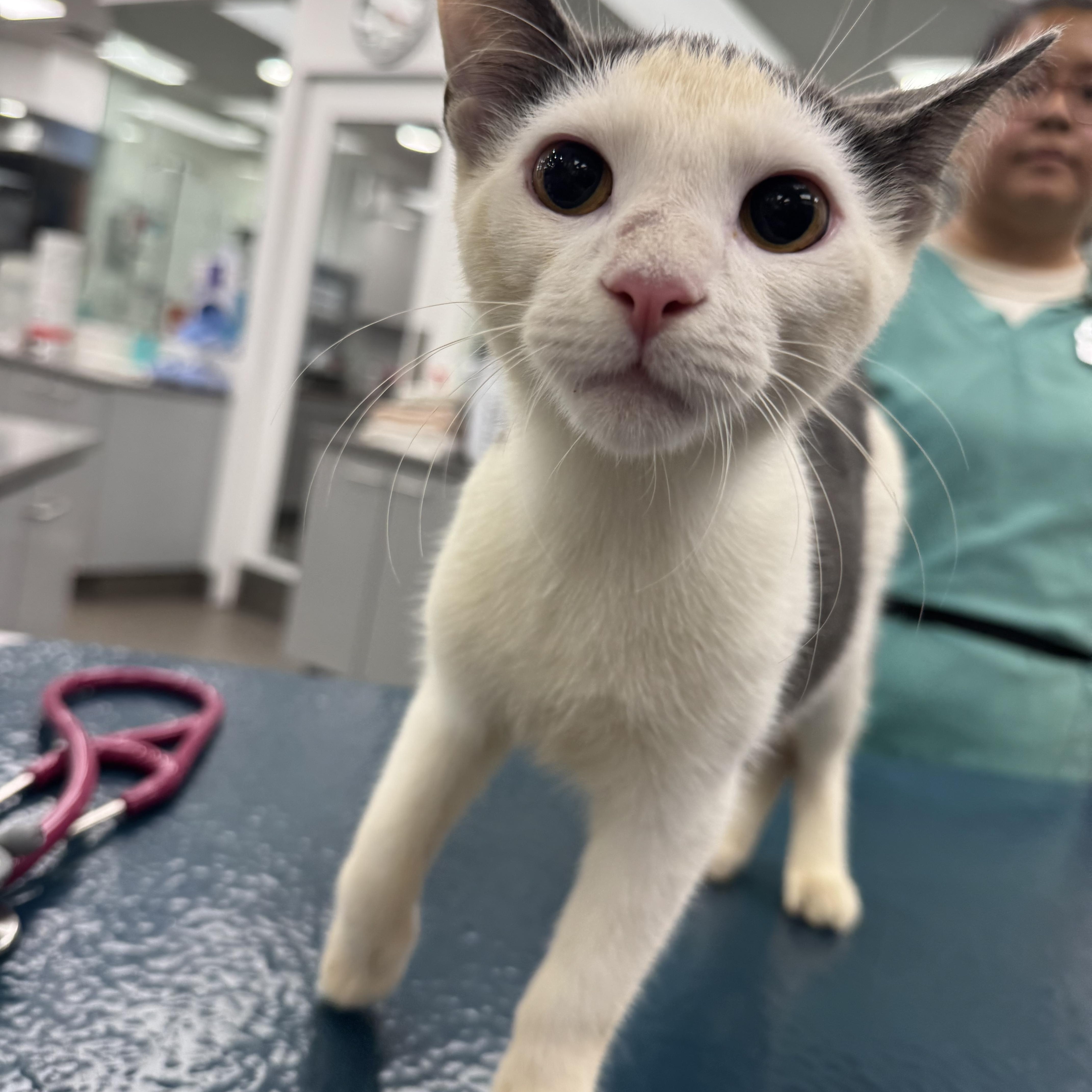 Enlarge Chip, a Adoptable Domestic Short Hair in New York, NY image 4/6