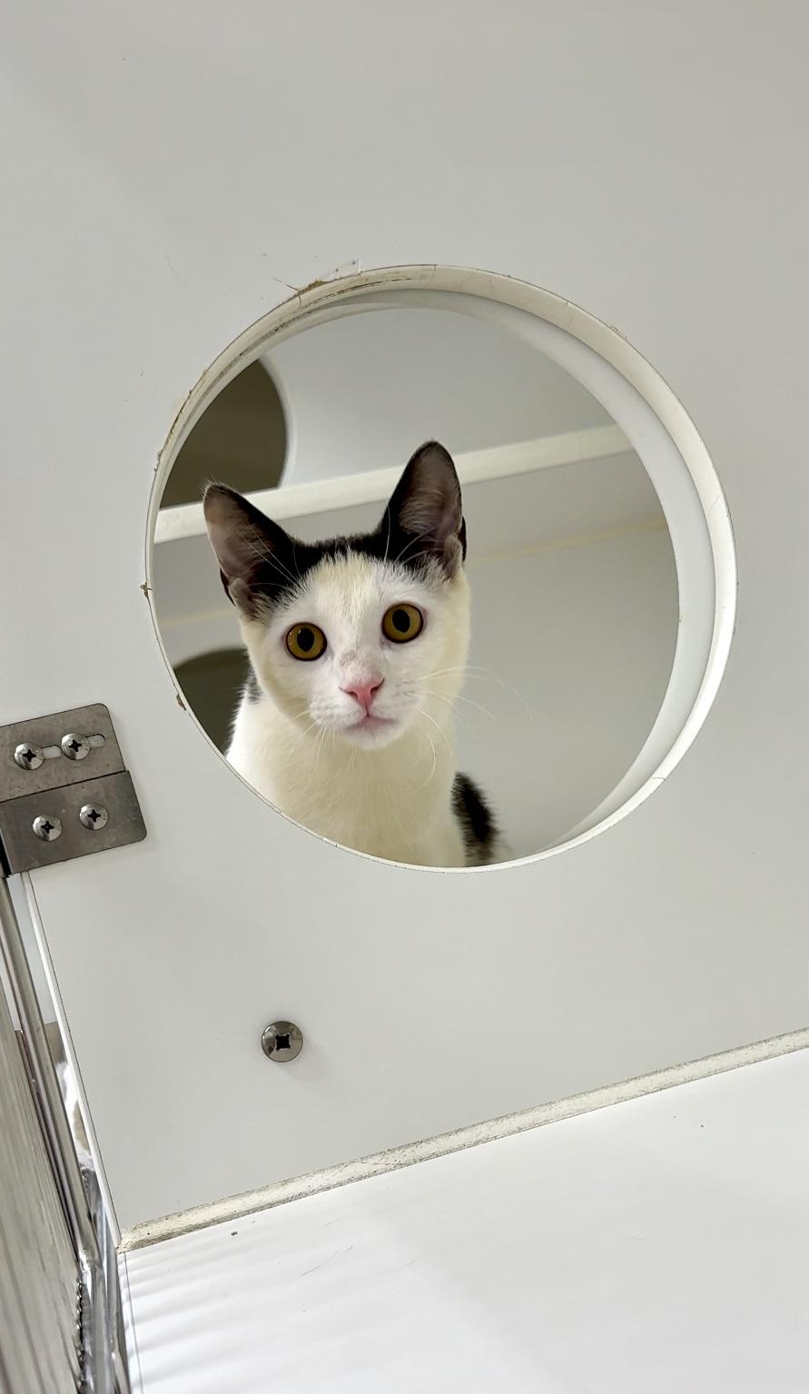 Enlarge Chip, a Adoptable Domestic Short Hair in New York, NY image 1/6