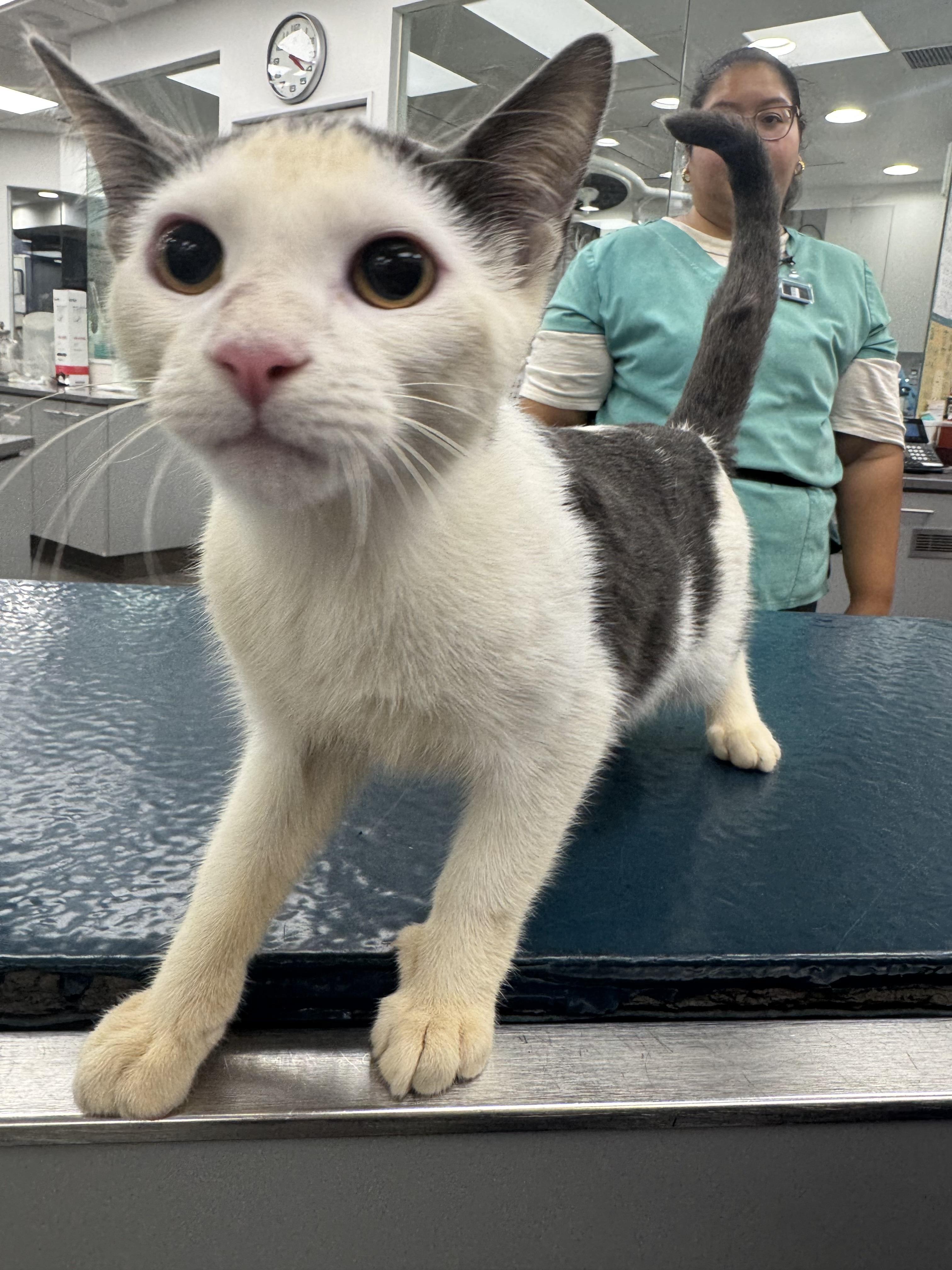 Enlarge Chip, a Adoptable Domestic Short Hair in New York, NY image 5/6