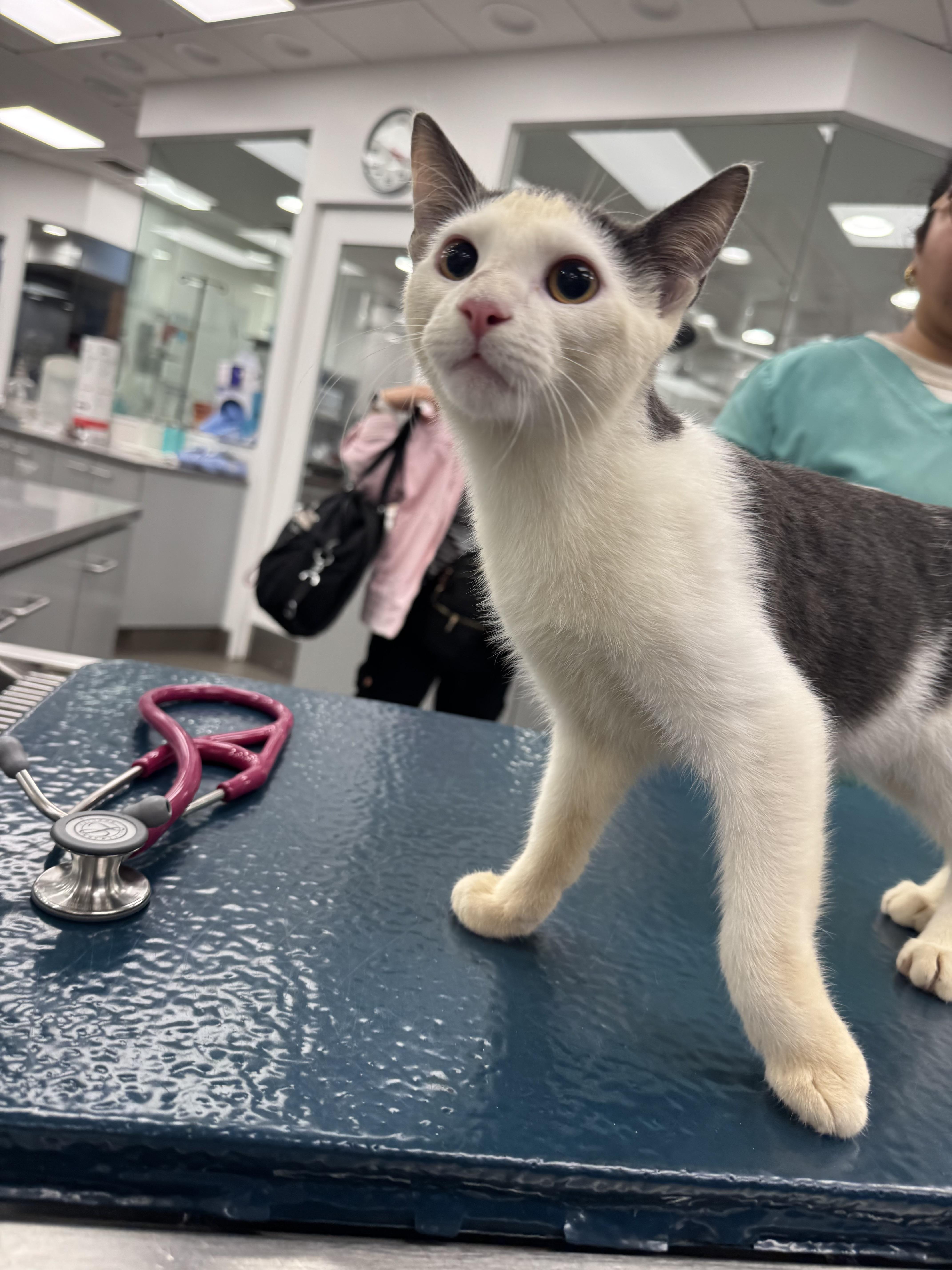 Enlarge Chip, a Adoptable Domestic Short Hair in New York, NY image 6/6