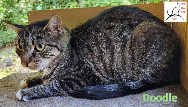Enlarge Doodle, a Adoptable Domestic Short Hair in Crossville, TN image 2/3
